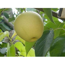 Good Quality Fresh Golden Pear